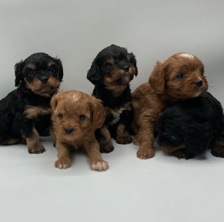 Available Cavapoos